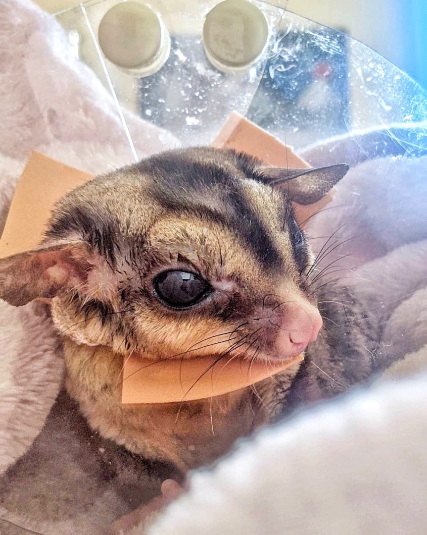 20+ Sugar Glider Colors and Patterns Explained (With Pictures)