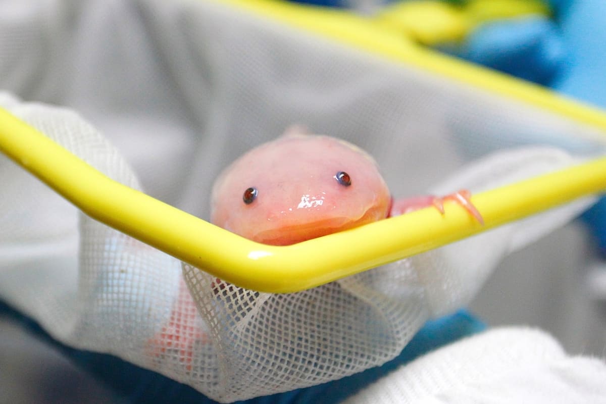 Little axolotl stays out of the water