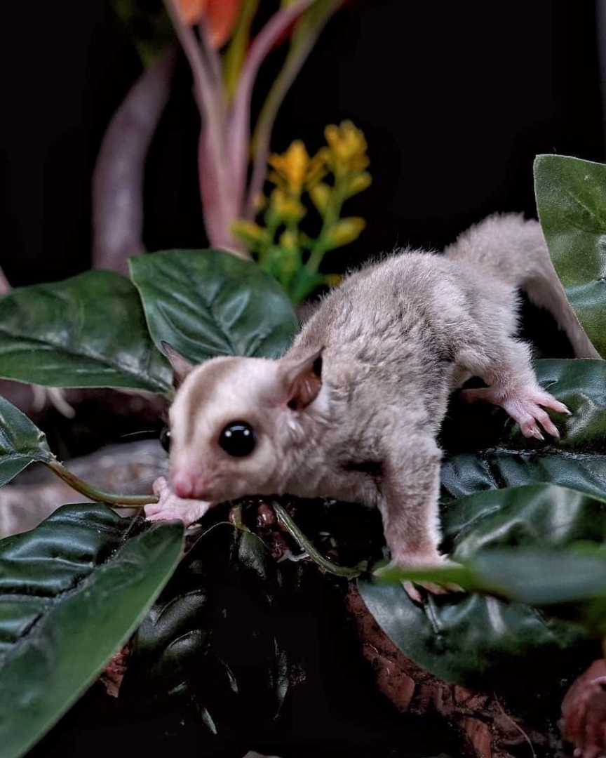 20+ Sugar Glider Colors and Patterns Explained (With Pictures)