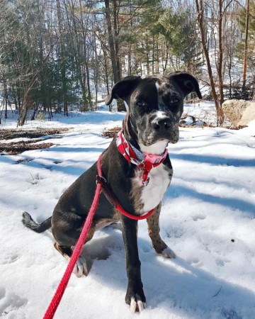 Pitahoula (Catahoula & Pitbull Mix) Info, Pictures, Facts, FAQs & More