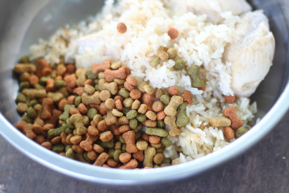 How Much Chicken and Rice to Feed Your Sick Dog?