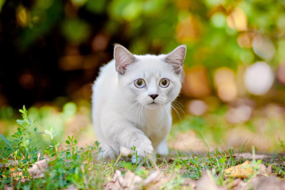 How Much Does a Munchkin Cat Cost? (2024 Price Guide)