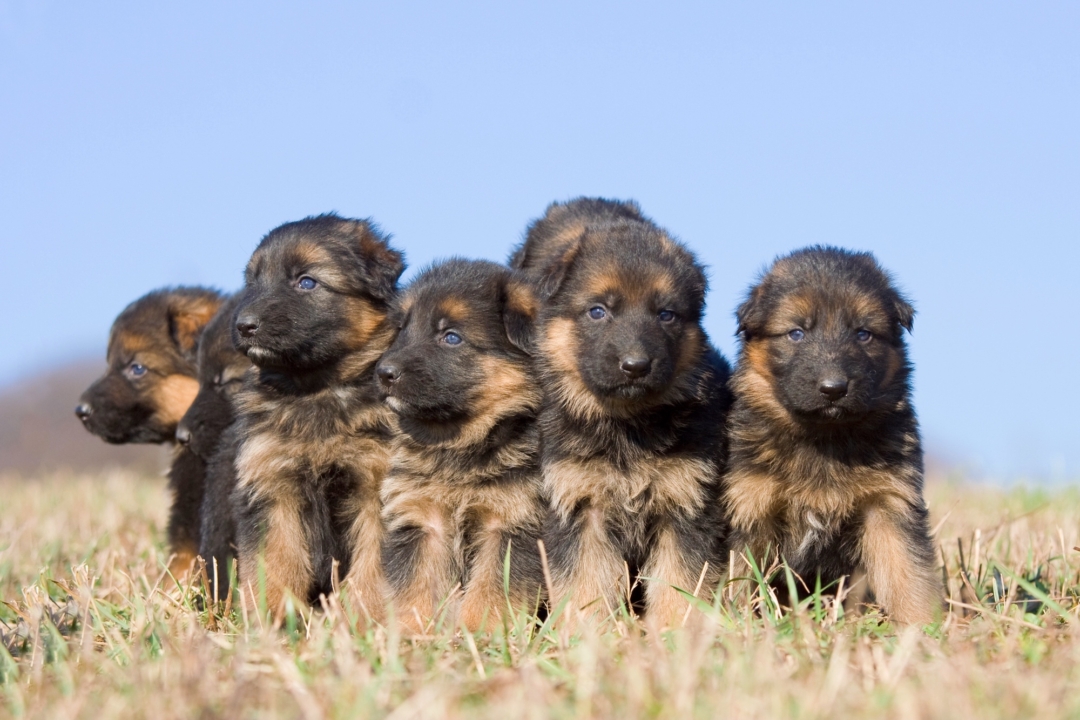 40+ Pictures of Baby German Shepherds to Brighten Your Day