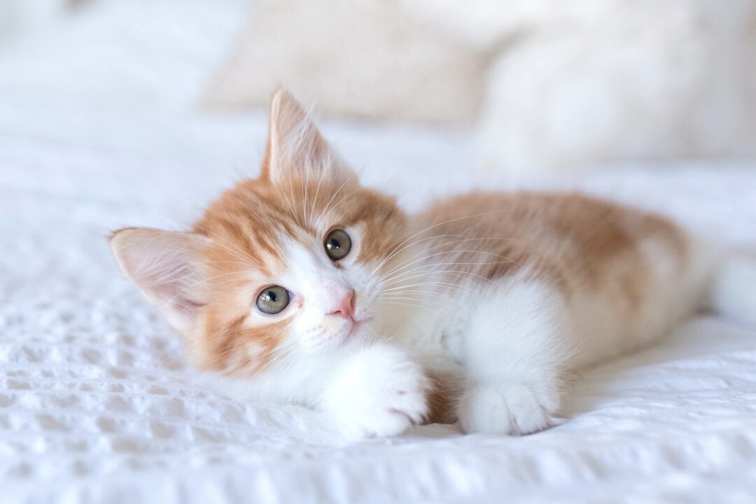 How Much Does a Norwegian Forest Cat Cost? (2024 Guide)