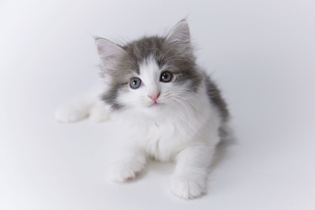How Much Does a Norwegian Forest Cat Cost? (2024 Guide)