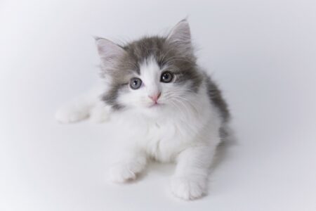 How Much Does a Norwegian Forest Cat Cost? (2026 Price Guide)