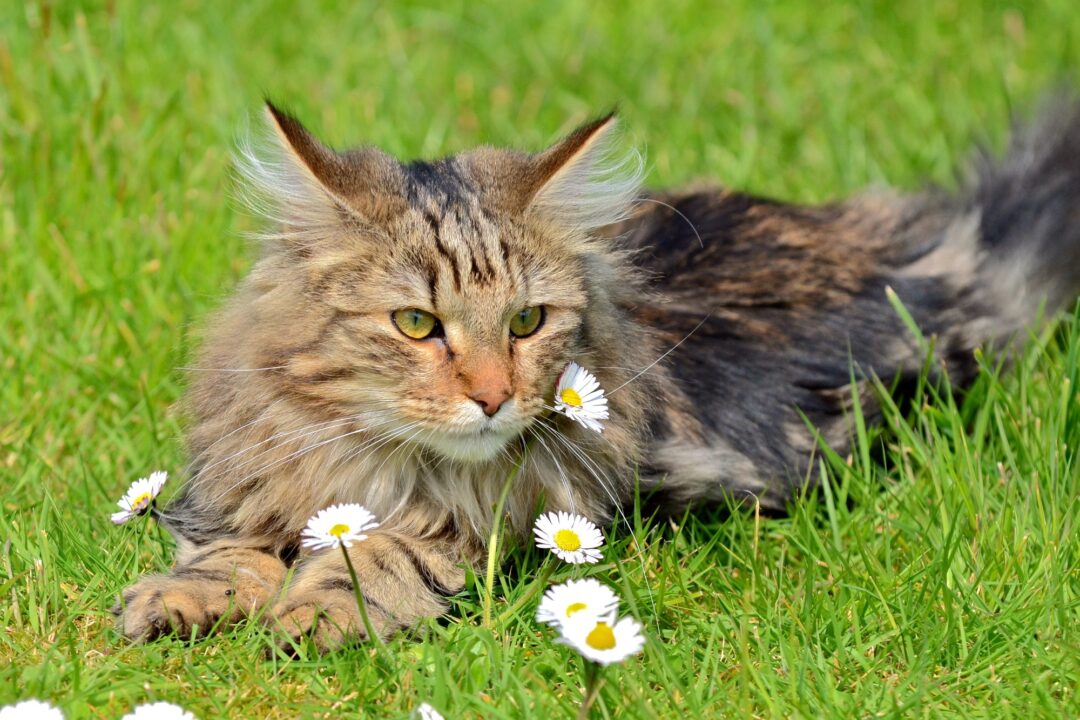 How Much Does a Norwegian Forest Cat Cost? (2024 Guide)