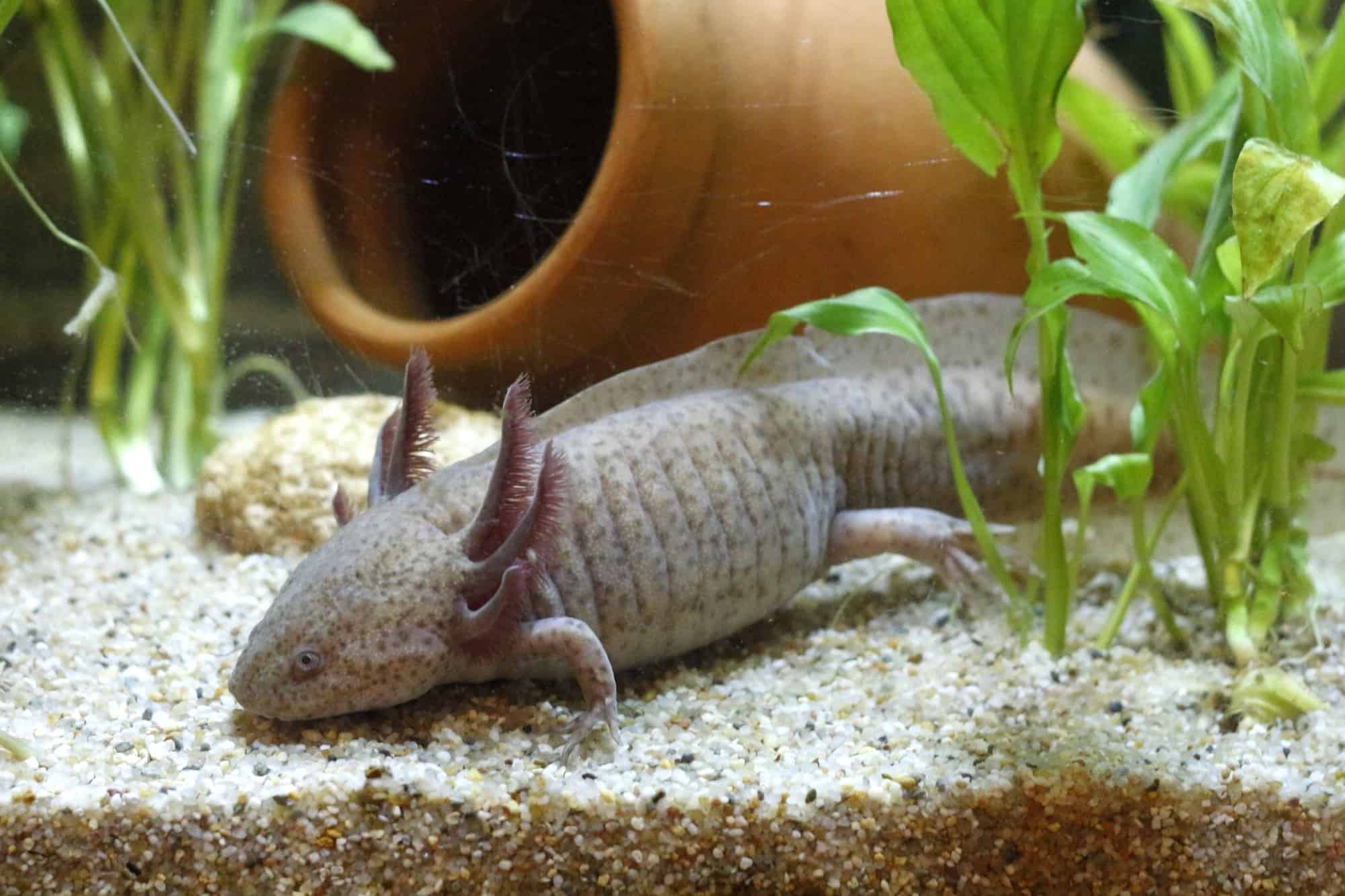 Axolotl Lifespan How Long Do Axolotls Live on Average?