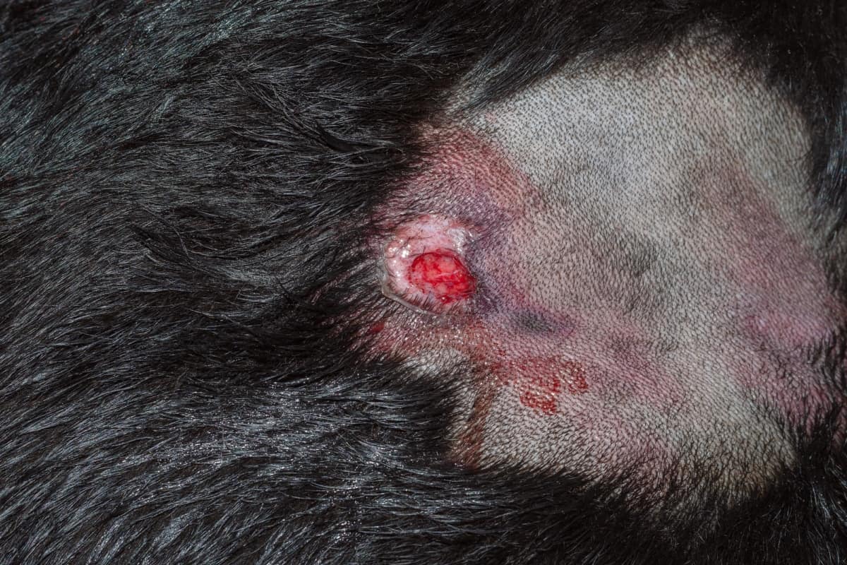 Picture of superficial abscess in dogs