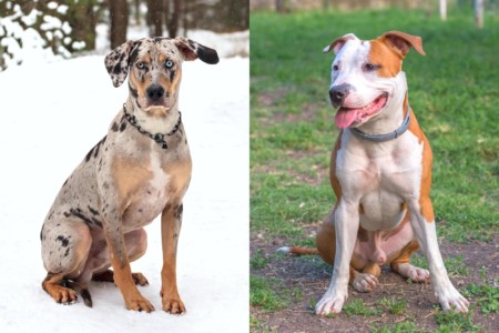 Pitahoula (Catahoula & Pitbull Mix) Info, Pictures, Facts, FAQs & More