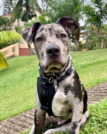 Pitahoula (Catahoula & Pitbull Mix) Info, Pictures, Facts, FAQs & More