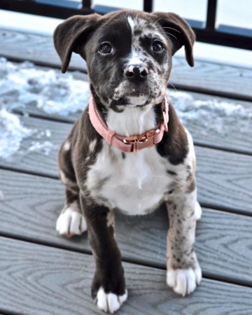 Pitahoula (Catahoula & Pitbull Mix) Info, Pictures, Facts, FAQs & More
