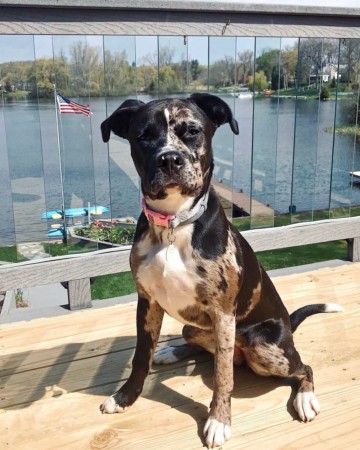 Pitahoula (Catahoula & Pitbull Mix) Info, Pictures, Facts, FAQs & More