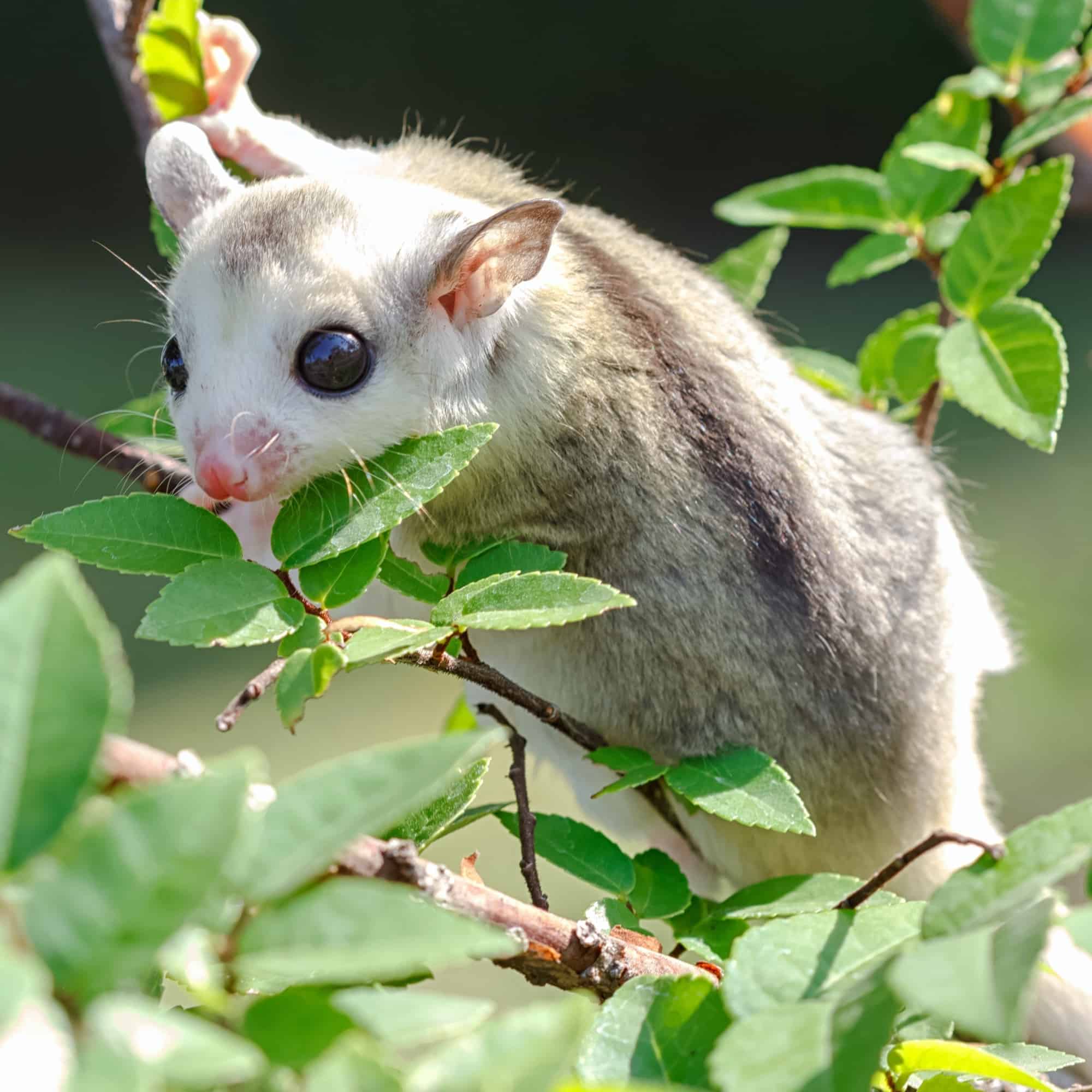 This Sugar Glider'S Journey Is Wild! - rwau5v2
