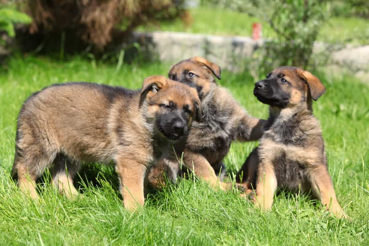 Playing puppies of baby German Shepherds