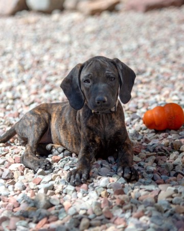 Plott Hound Lab Mix: Info, Pictures, Facts, Traits, FAQs & More