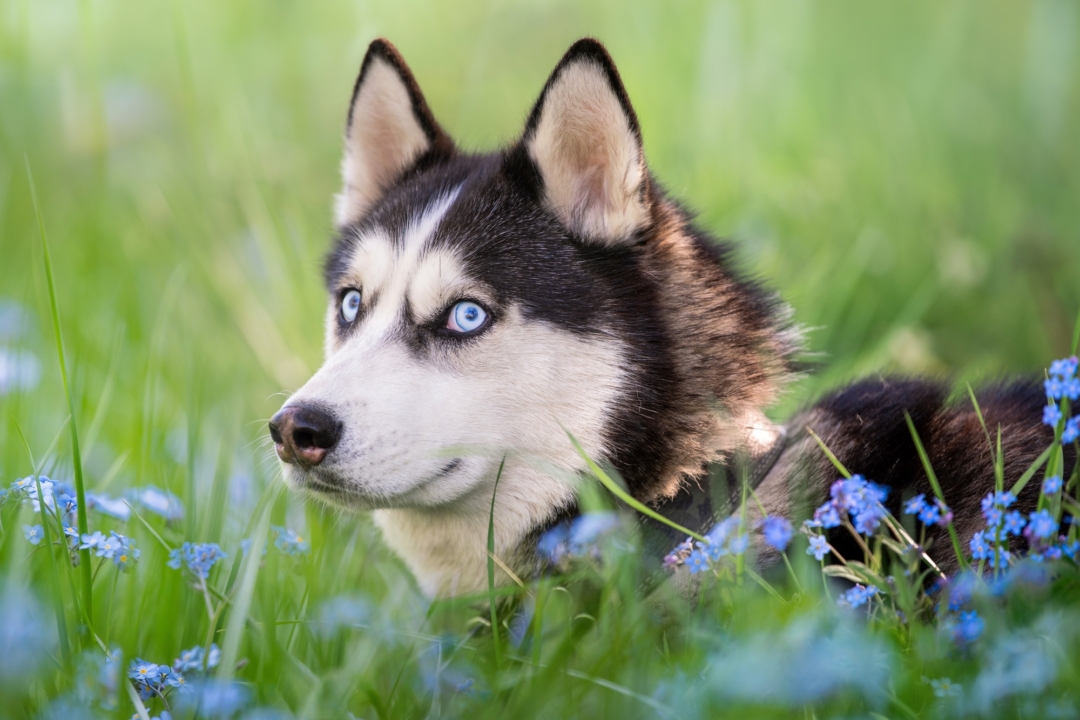 What Does Your Dog's SideEye (AKA Whale Eye) Really Mean?