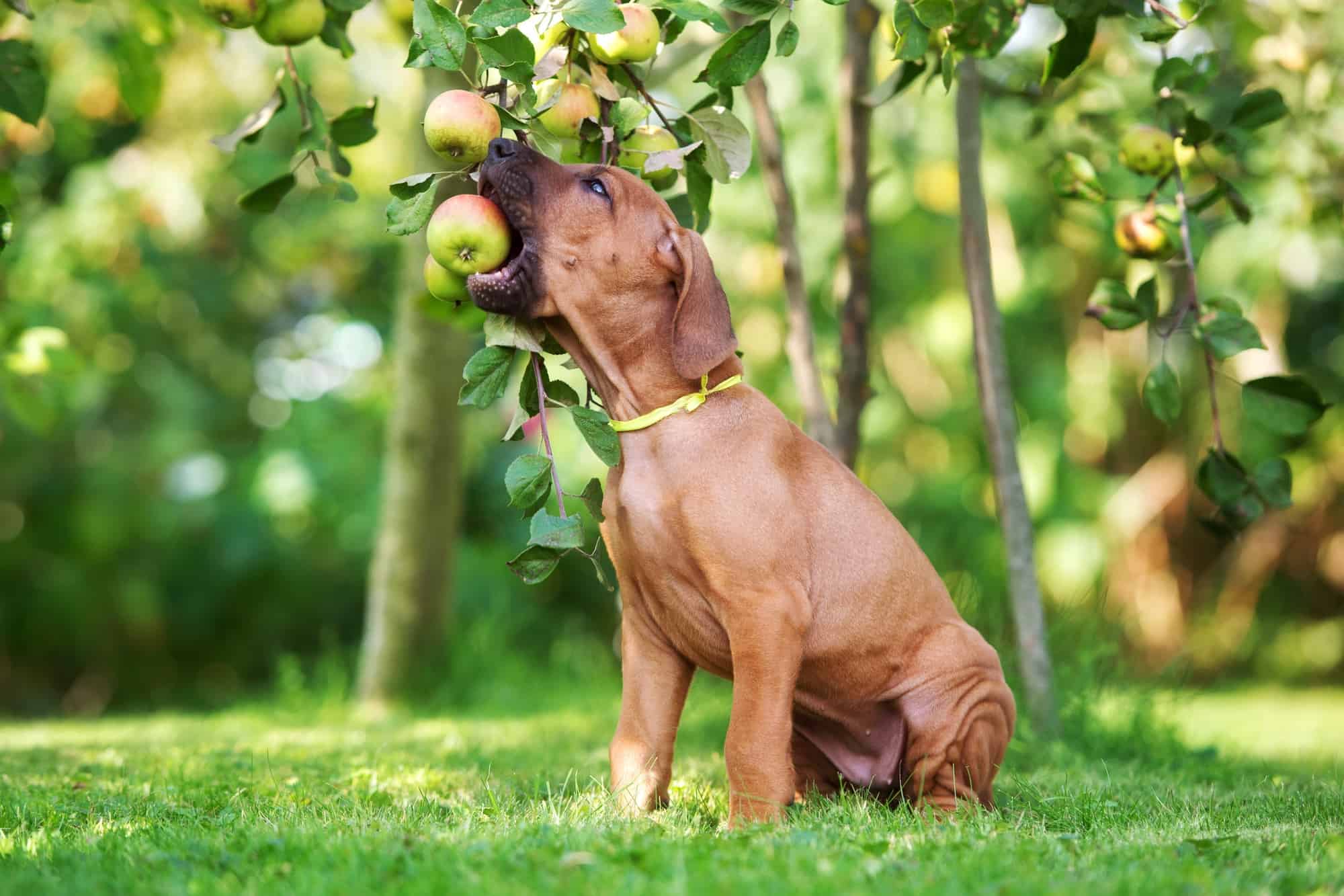 How Much Does a Rhodesian Ridgeback Cost? (2024 Guide)