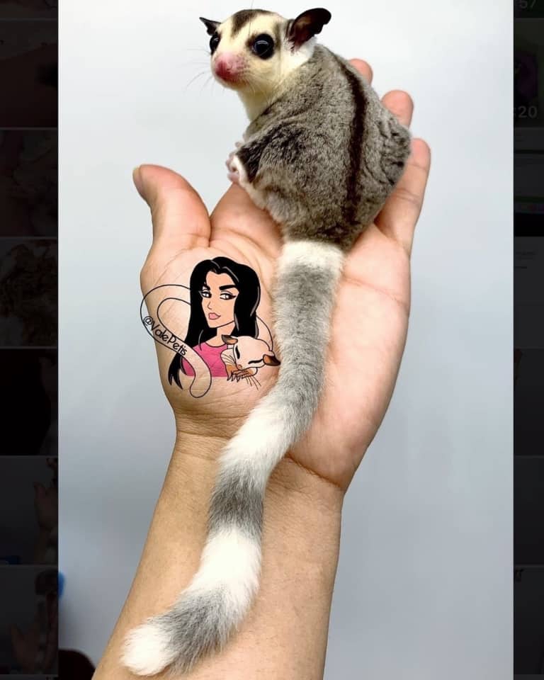 20+ Sugar Glider Colors and Patterns Explained (With Pictures)