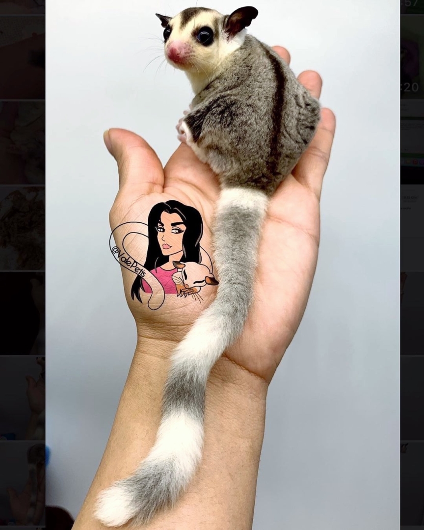 20+ Sugar Glider Colors and Patterns Explained (With Pictures)