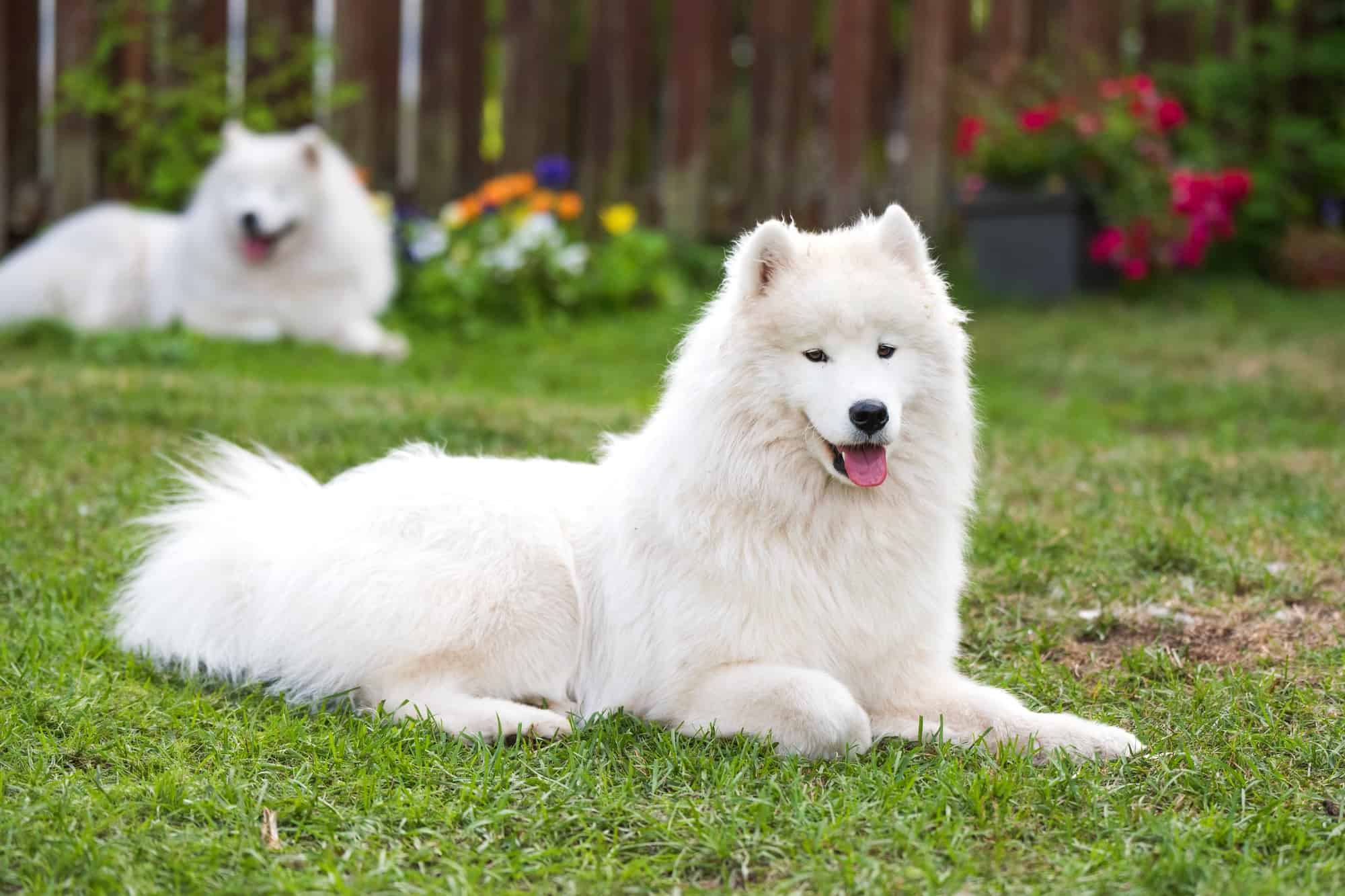 How Much Does a Samoyed Cost? (2024 Price Guide)