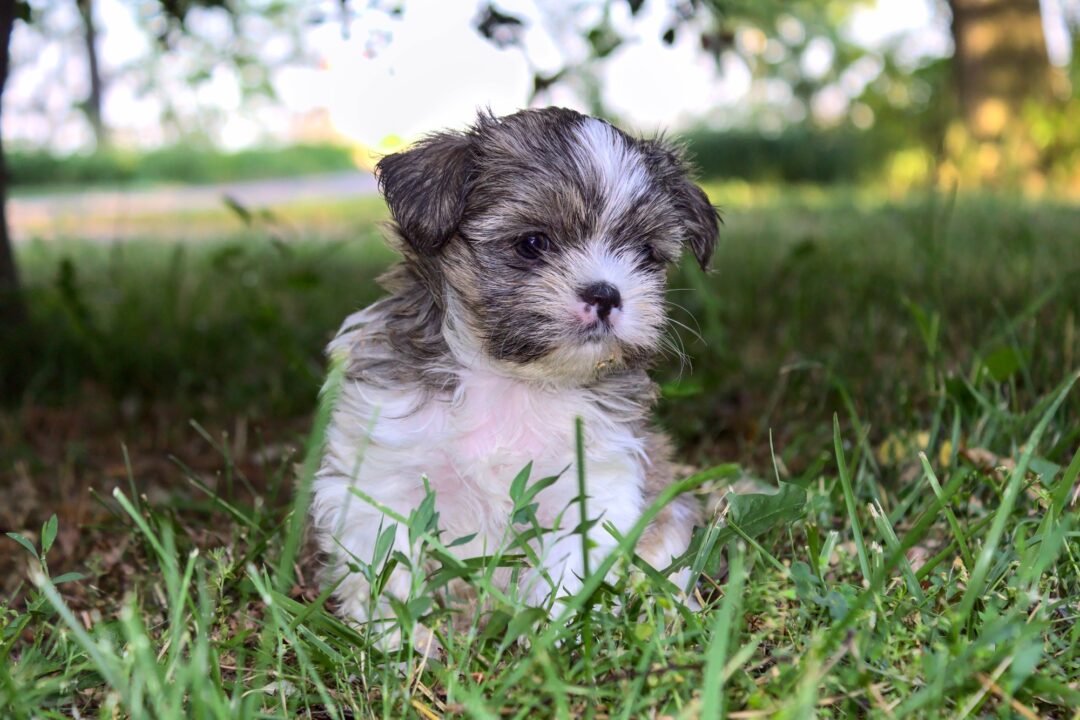How Much Does a Shih Tzu Cost? (2024 Price Guide)