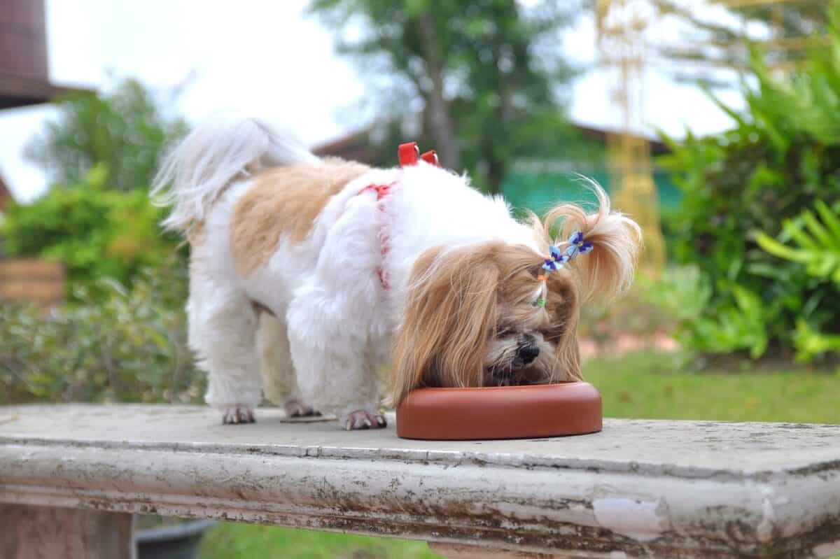 Shih Tzu yearly and monthly costs