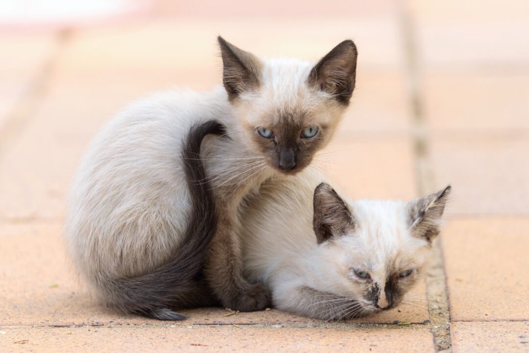 How Much Does a Siamese Cat Cost? (2024 Price Guide)