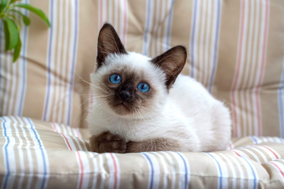 How Much Does a Siamese Cat Cost? (2024 Price Guide)