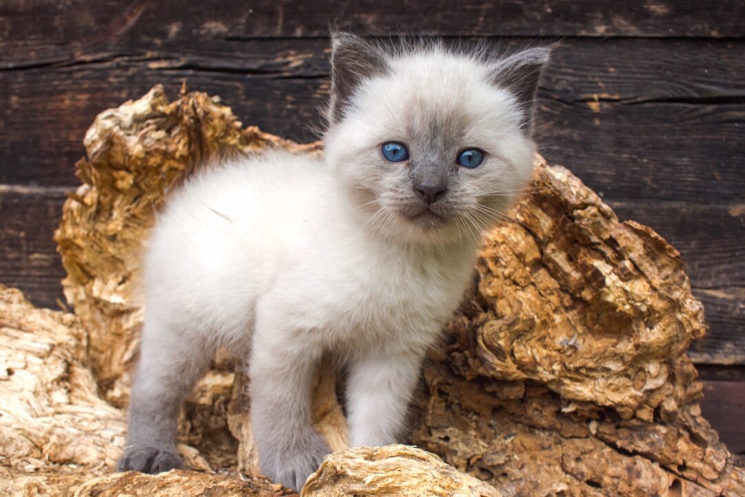 How Much Does a Siamese Cat Cost? (2024 Price Guide)