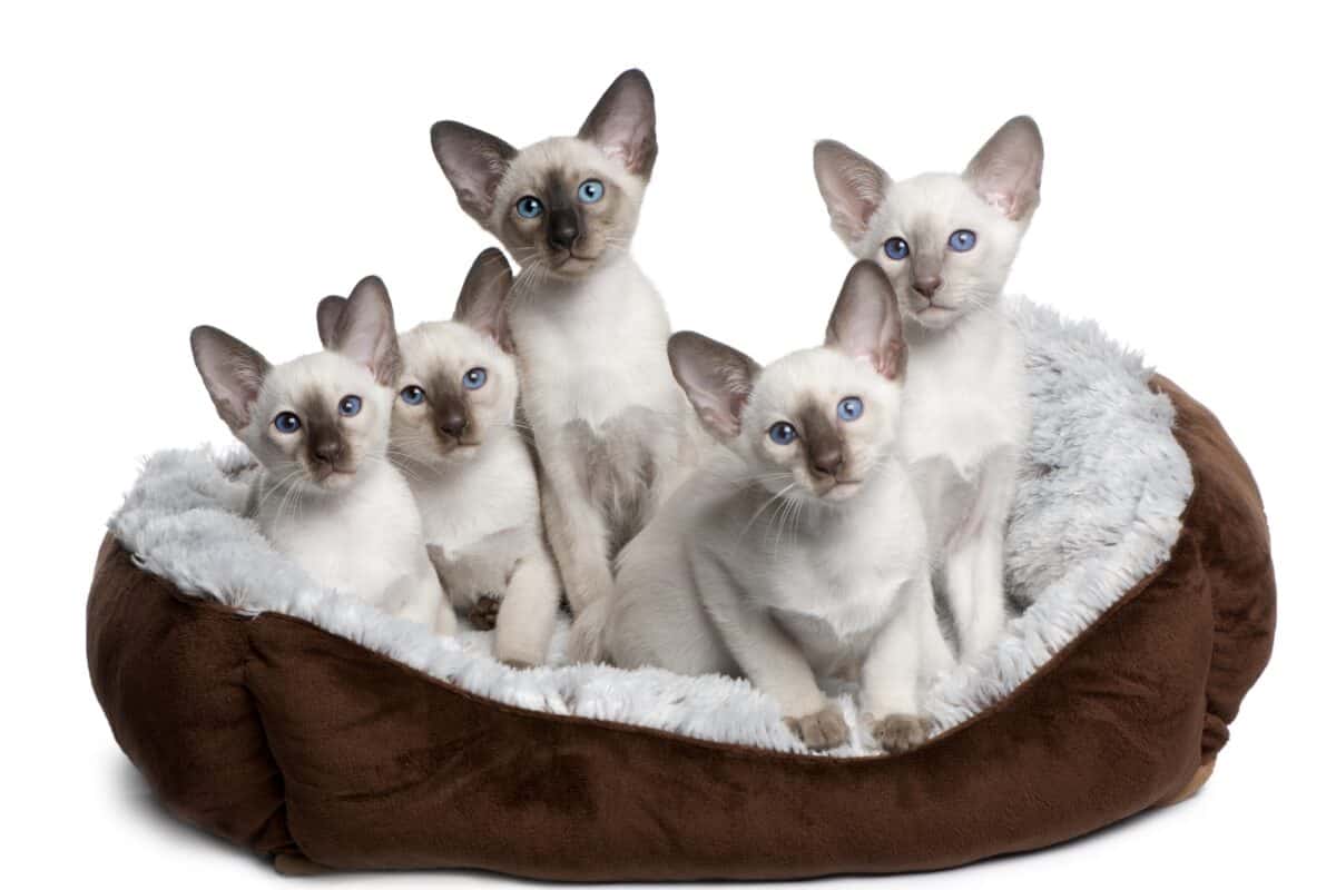 Siamese kittens for sale and adoption