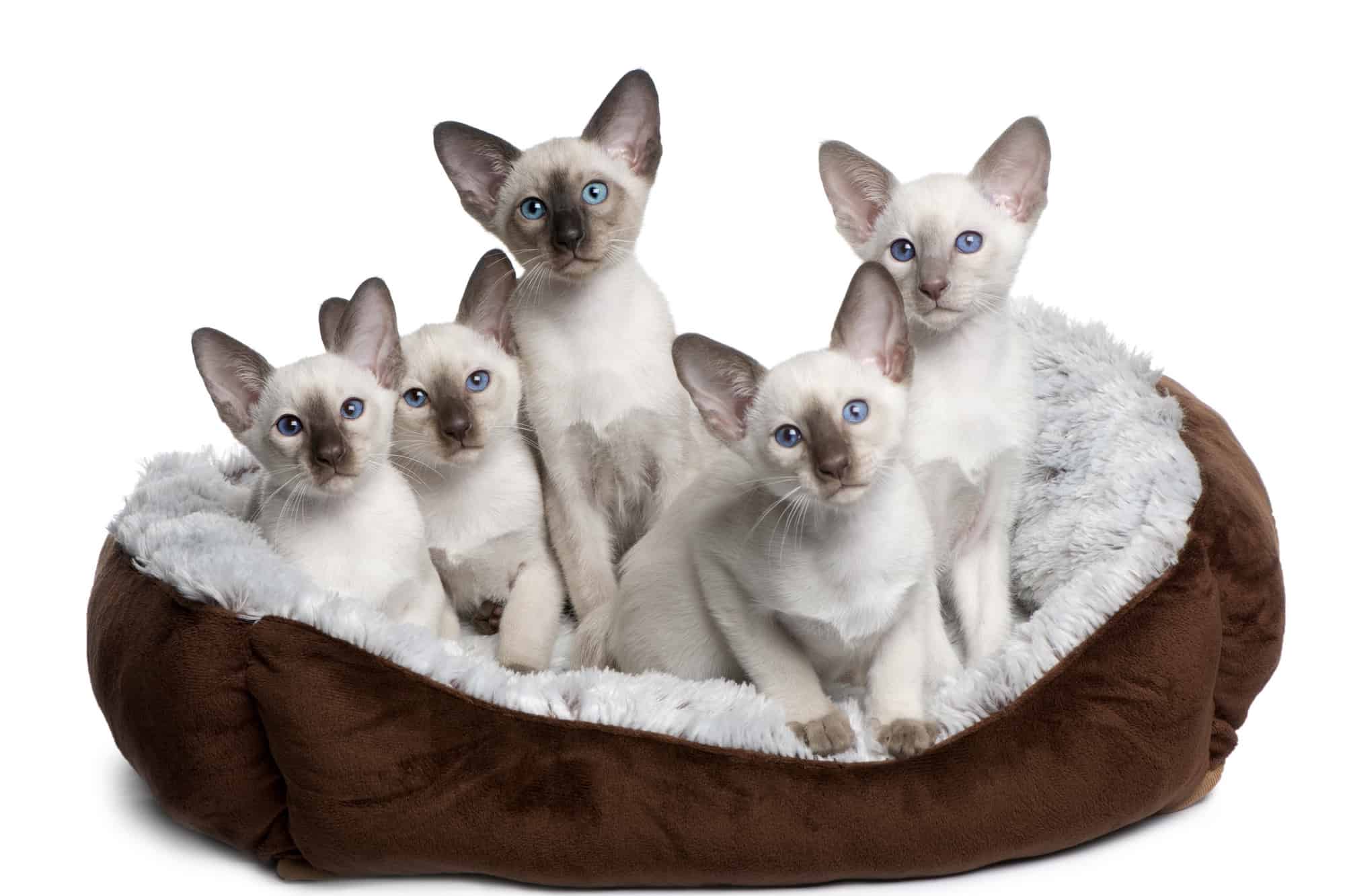 How Much Does a Siamese Cat Cost? (2024 Price Guide)