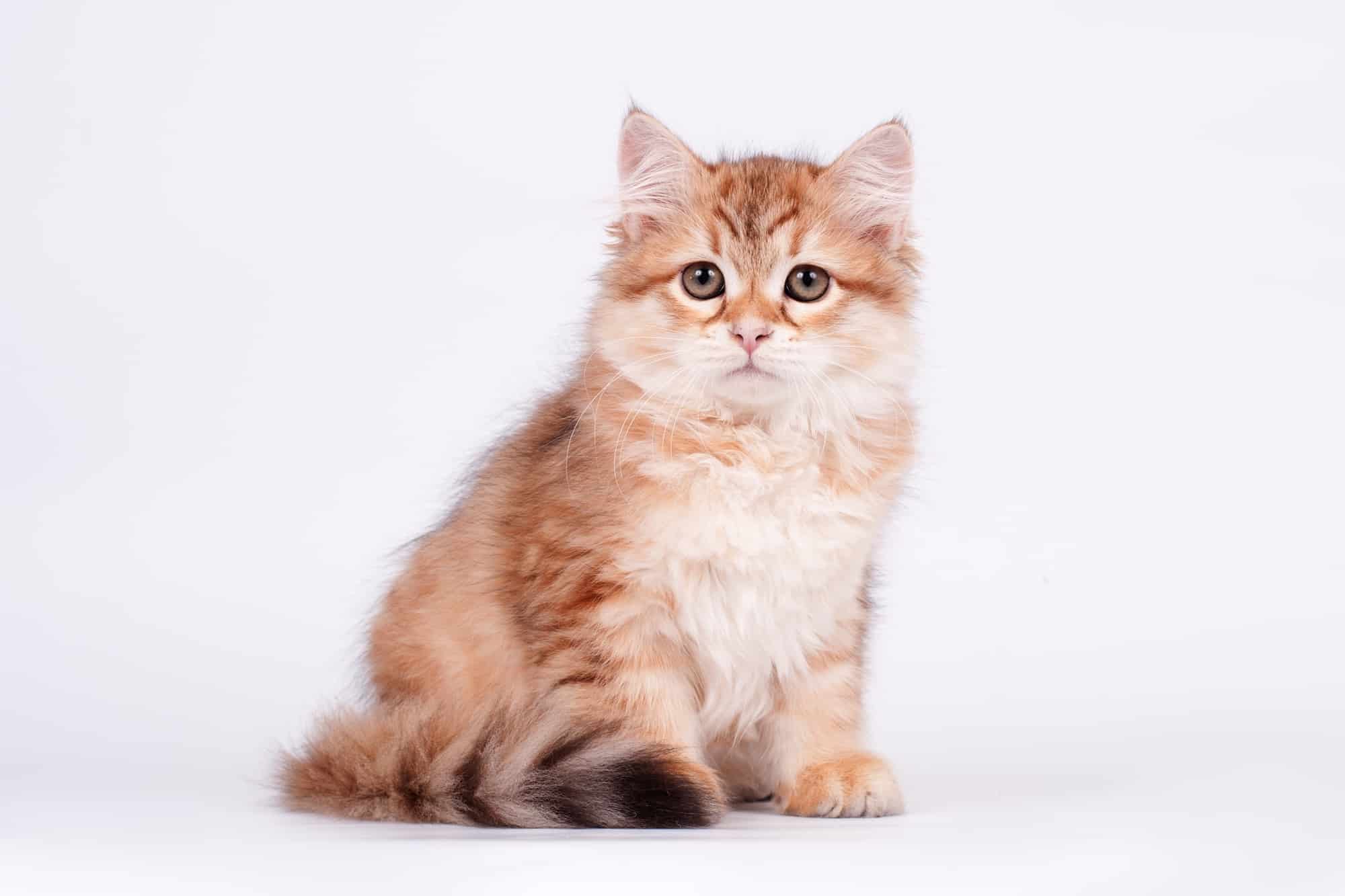 How Much Does a Siberian Cat Cost? (2025 Price Guide)