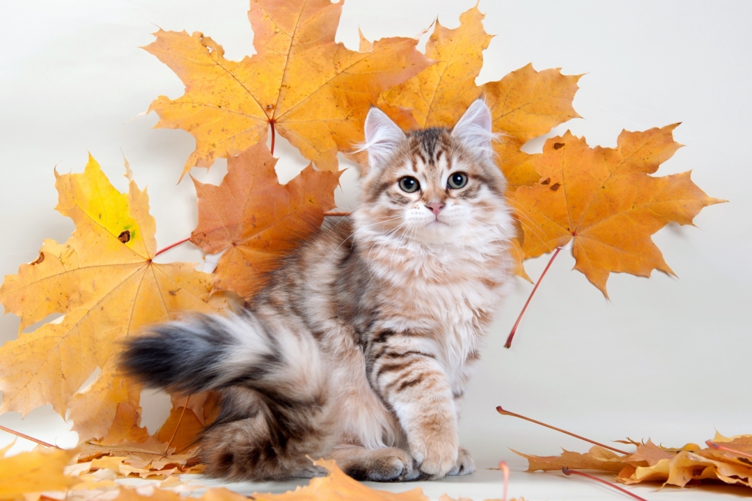 How Much Does a Siberian Cat Cost? (2025 Price Guide)