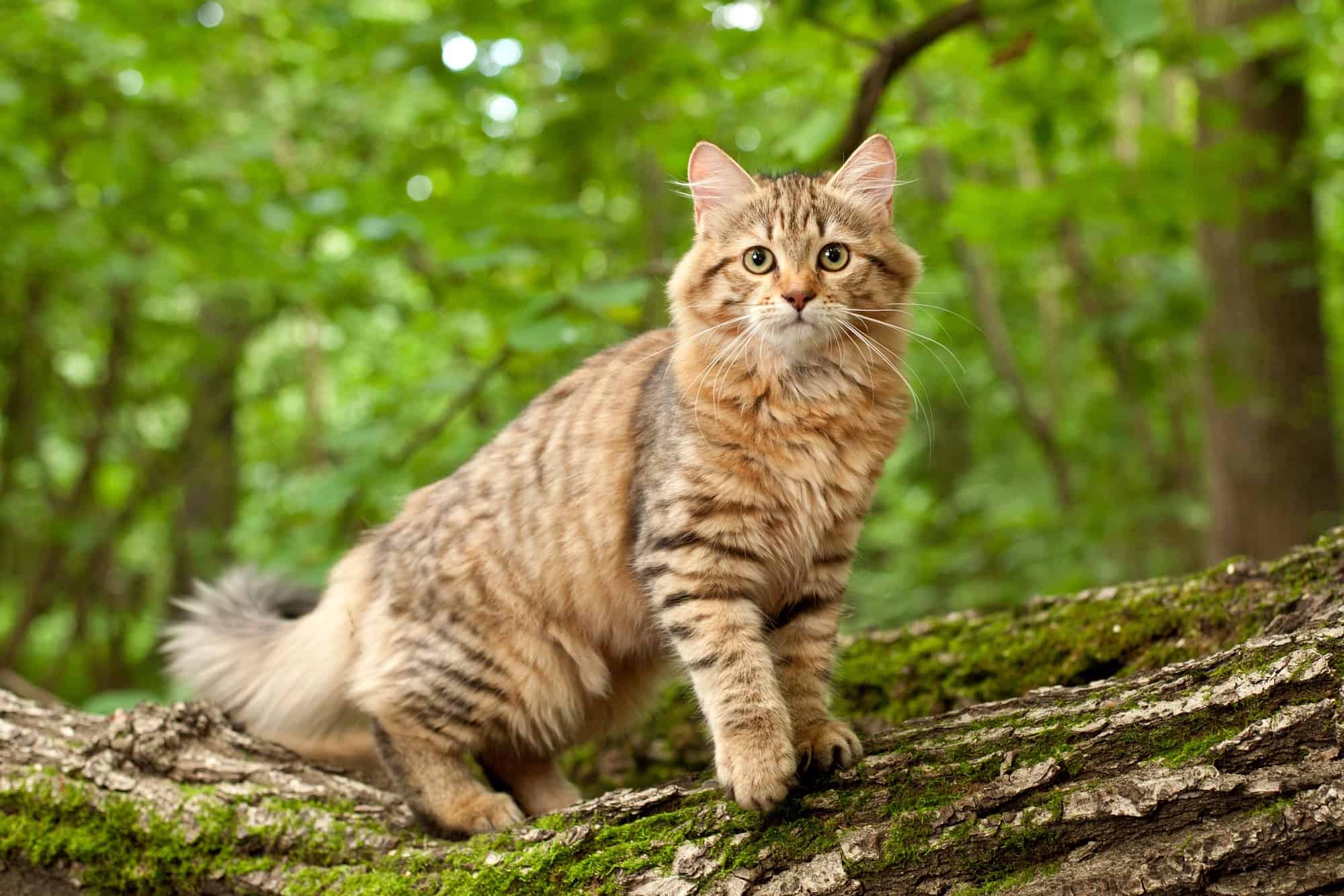 How Much Does a Siberian Cat Cost? (2024 Price Guide)