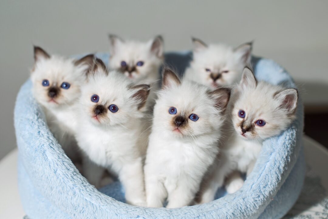 How Much Does a Birman Cat Cost? (2024 Price Guide)