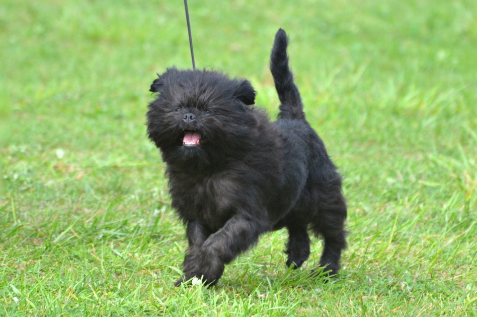 36 Cutest Small Fluffy Dog Breeds You’ll Love (With Pictures)