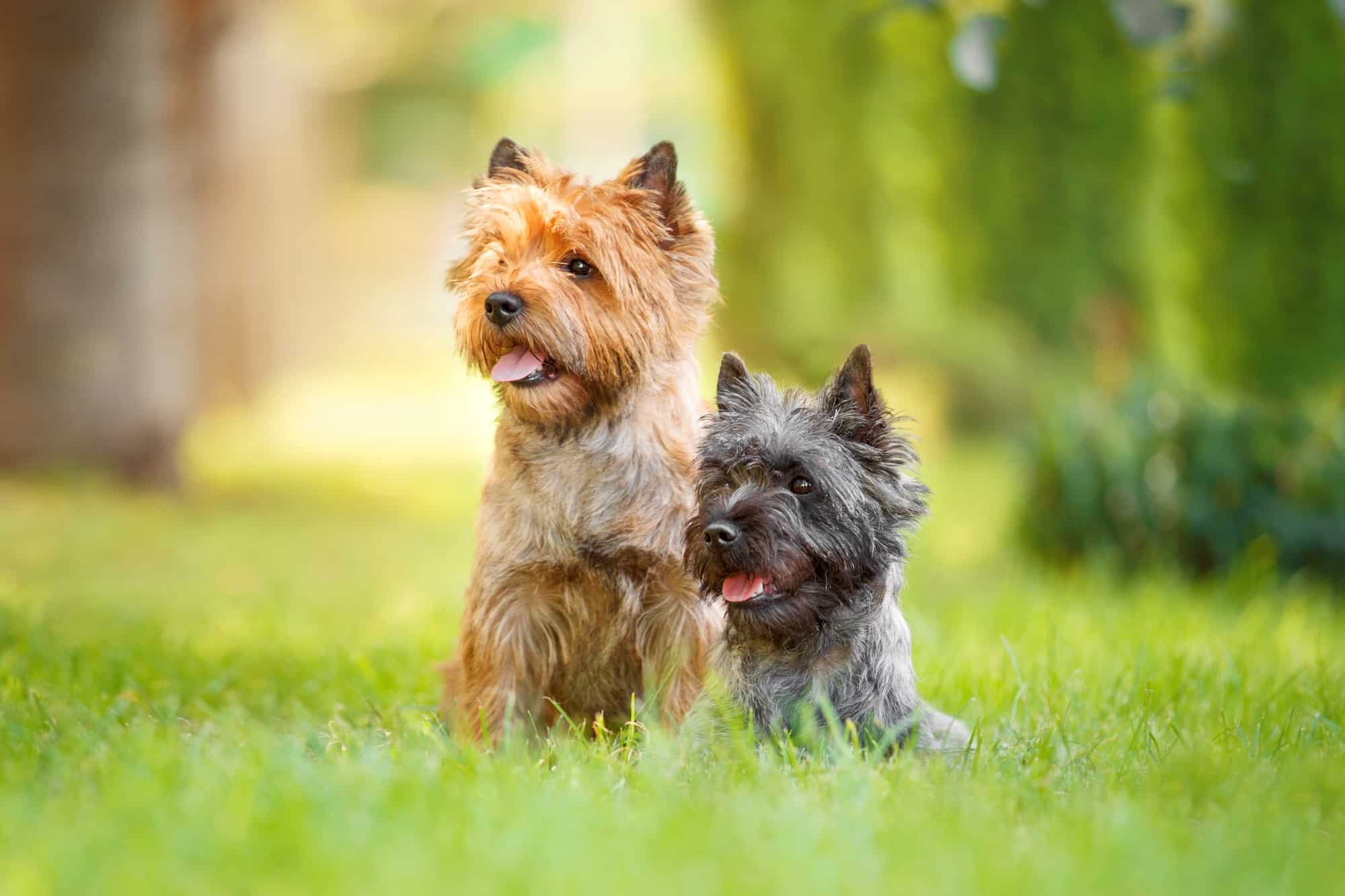 36 Cutest Small Fluffy Dog Breeds You’ll Love (With Pictures)