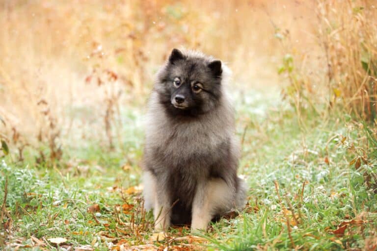 36 Cutest Small Fluffy Dog Breeds You’ll Love (With Pictures)