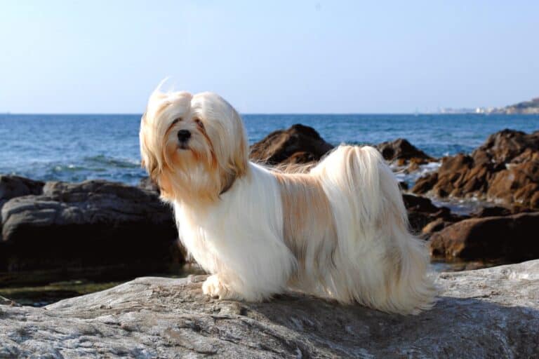 36 Cutest Small Fluffy Dog Breeds You’ll Love (With Pictures)