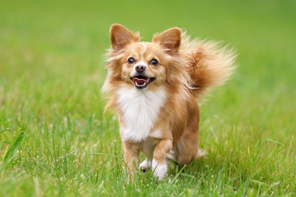 36 Cutest Small Fluffy Dog Breeds You’ll Love (With Pictures)