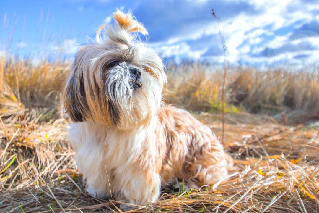 36 Cutest Small Fluffy Dog Breeds You’ll Love (With Pictures)