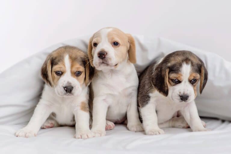 How Much Does a Beagle Cost? (2024 Price Guide) Bubbly Pet