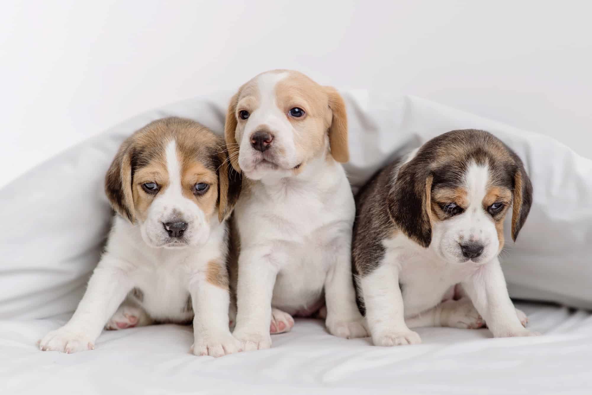 How Much Does a Beagle Cost? (2024 Price Guide)