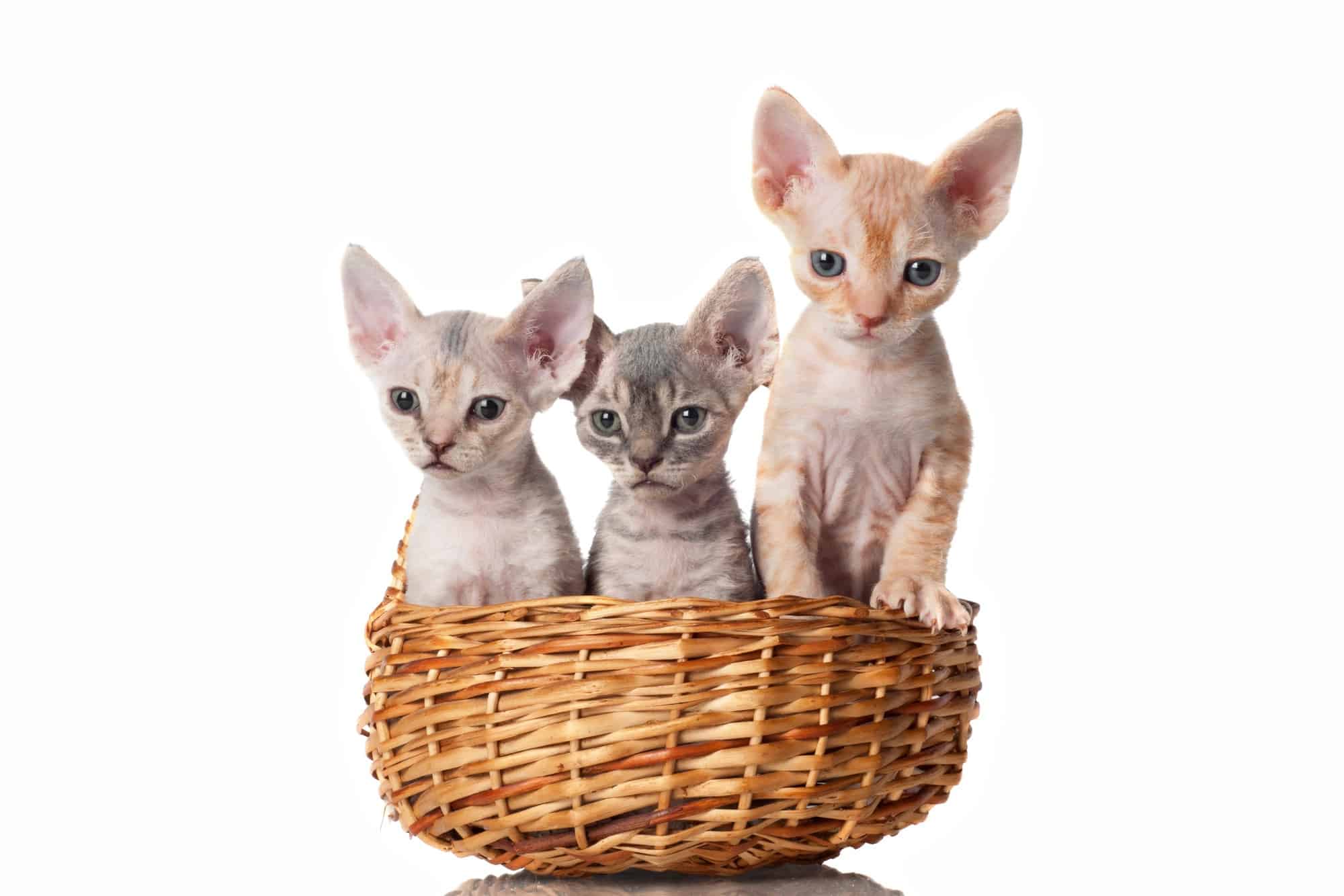 How Much Does a Devon Rex Cost? (2024 Price Guide)