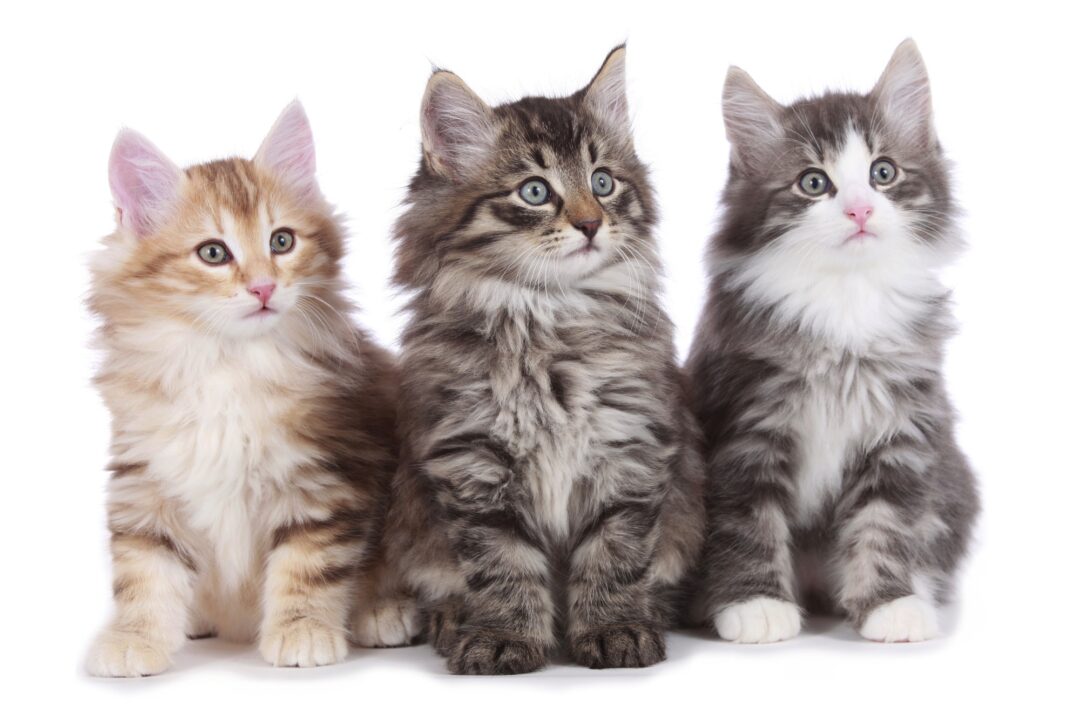 How Much Does a Norwegian Forest Cat Cost? (2024 Guide)