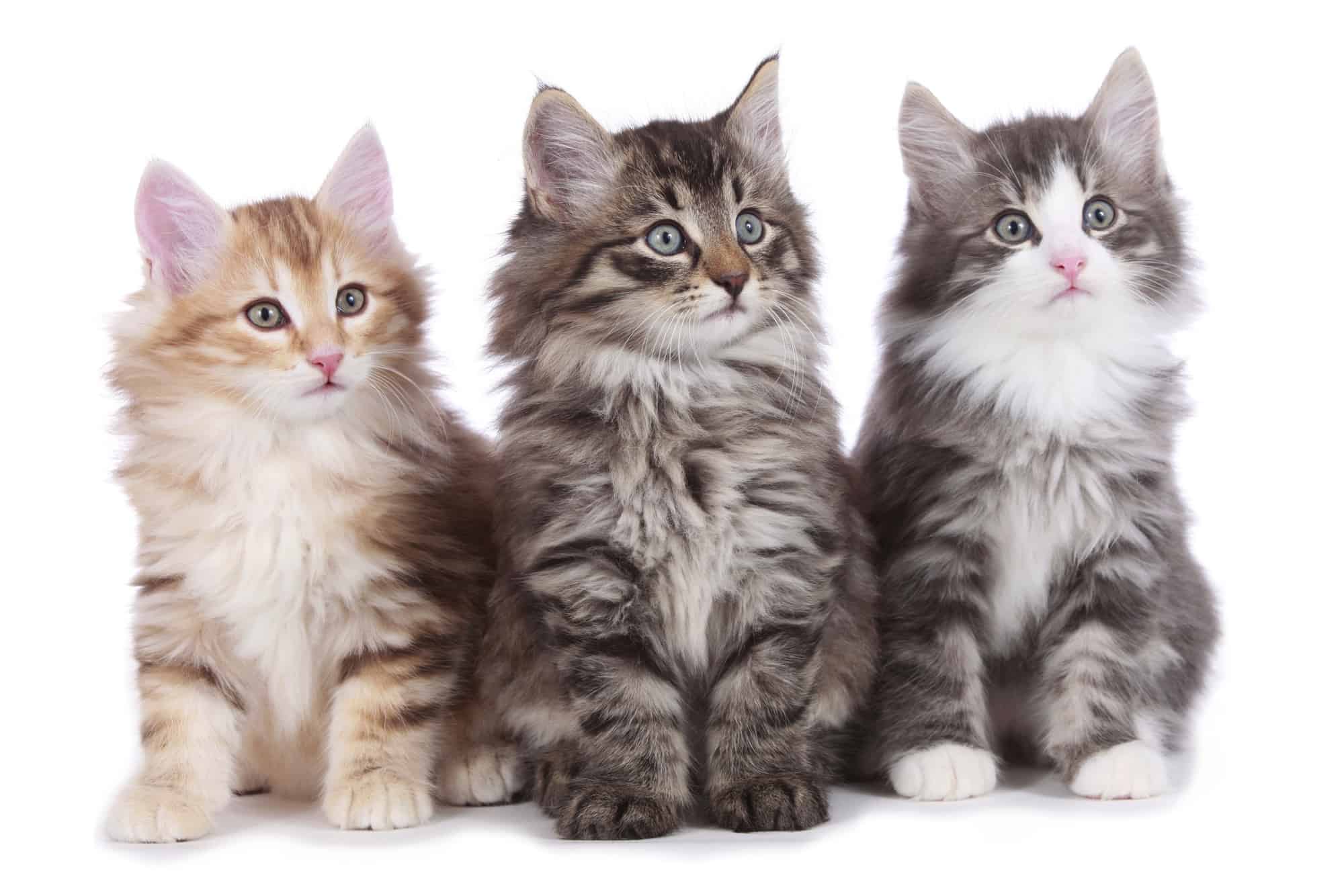 How Much Does a Norwegian Forest Cat Cost? (2024 Guide)