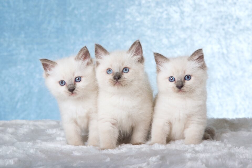 10 Best Ragdoll Breeders (2024) Our Top 10 Picks!