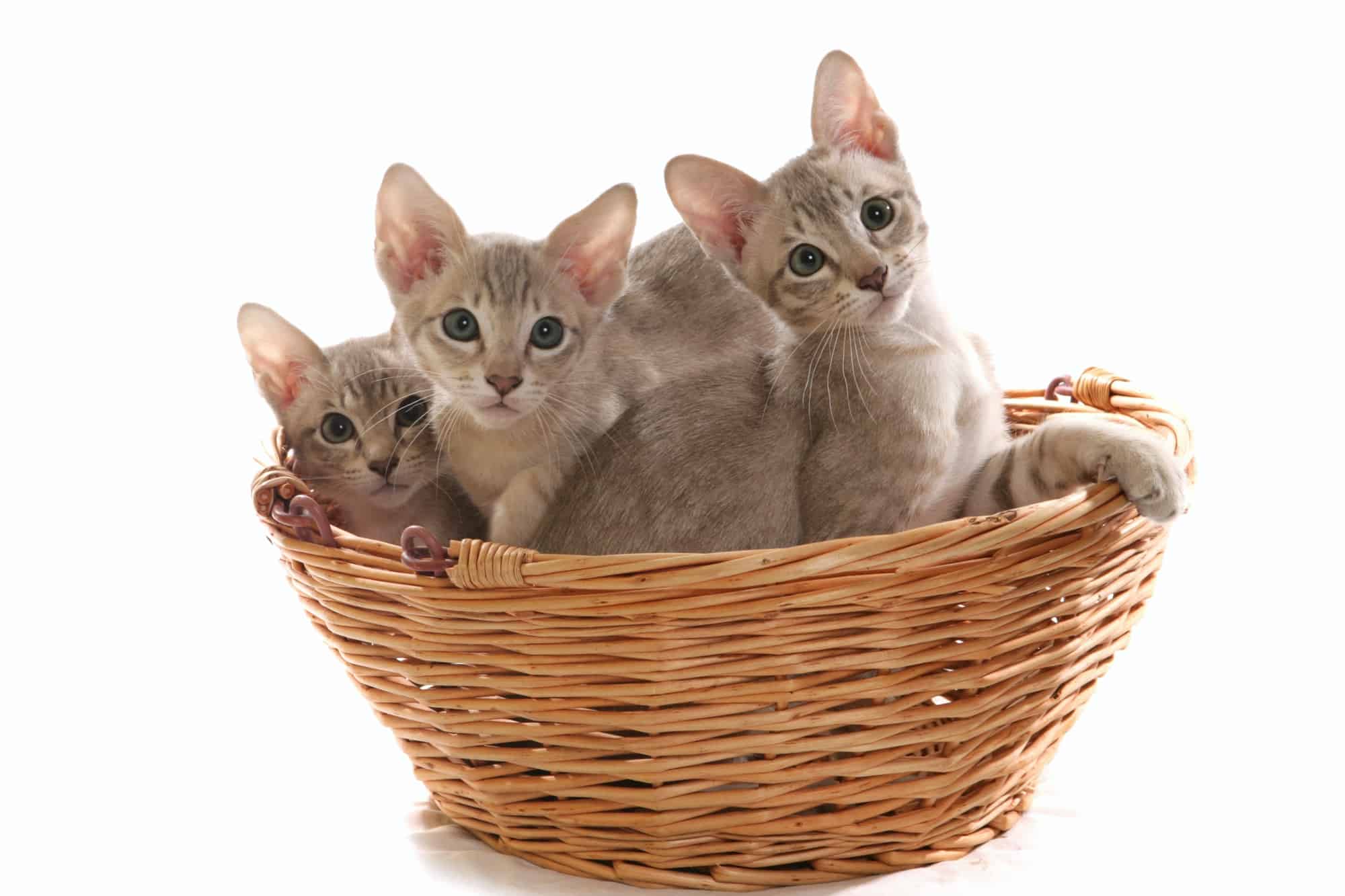 How Much Does a Tonkinese Cat Cost? (2024 Price Guide)