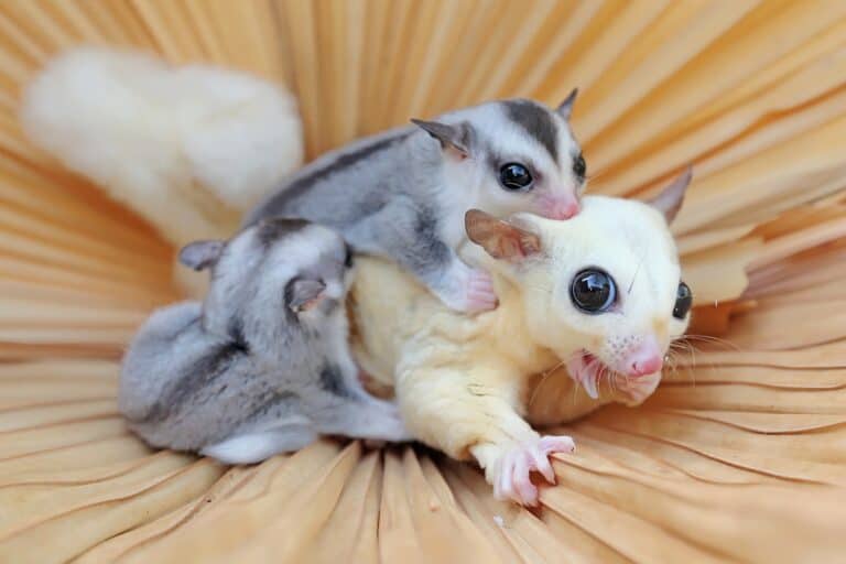 20+ Sugar Glider Colors and Patterns Explained (With Pictures)